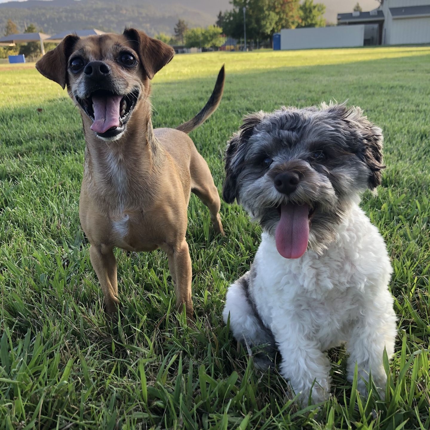 Noodles & Charlie